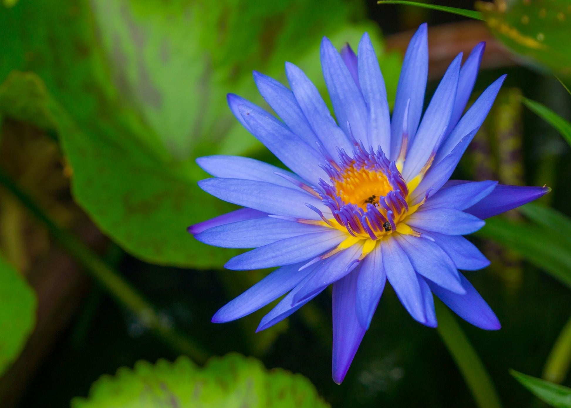 Blue Lotus has been respected as an ancestral flower known to induce deep meditative energy, enhance third eye function and motivate lucid dreaming.